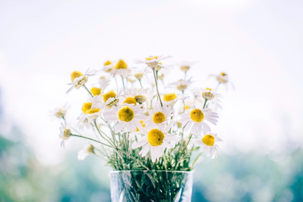 カモミールの花